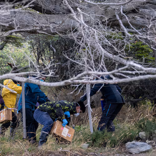 Argentine scientists collect traps placed at different points across Ushuaia, Argentina, Tuesday, May 19, 2026, as part of an investigation for the source of the hantavirus outbreak on the MV Hondius cruise ship. (AP Photo/Lujan Agusti)