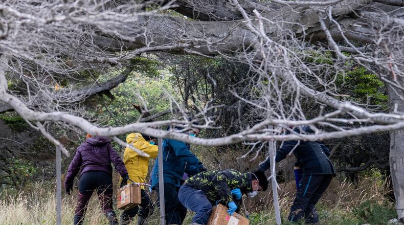 Argentine scientists collect traps placed at different points across Ushuaia, Argentina, Tuesday, May 19, 2026, as part of an investigation for the source of the hantavirus outbreak on the MV Hondius cruise ship. (AP Photo/Lujan Agusti)