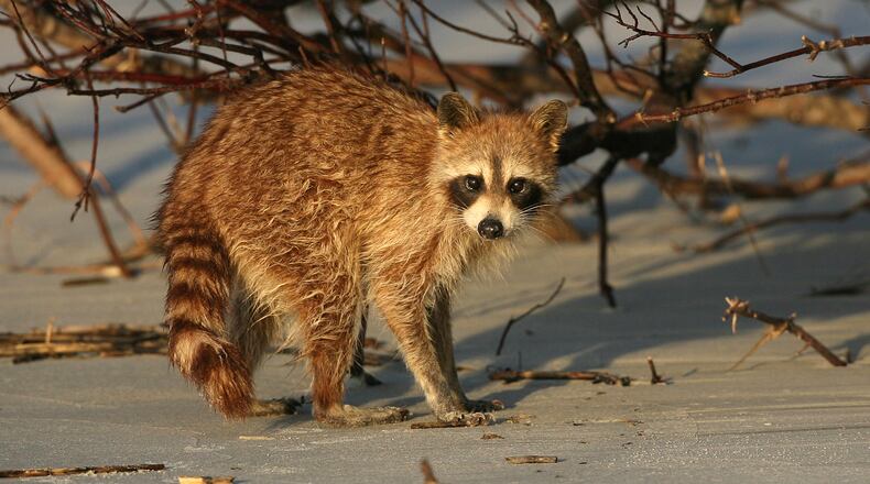 Health officials urged pet owners to keep rabies vaccinations current for all their pets, and to keep them under direct supervision so they do not come in contact with wild animals.