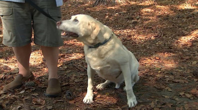 A 10-year-old Golden Retriever fell into a well Monday in Henry County. (Credit: Channel 2 Action News)