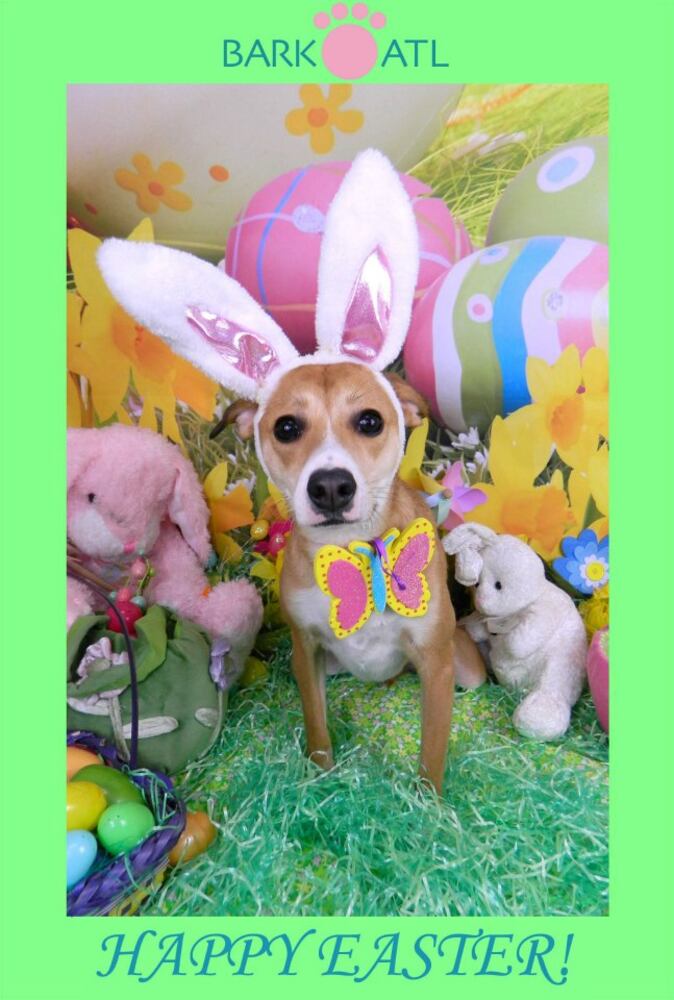 Easter pups on parade at Bark ATL 2013