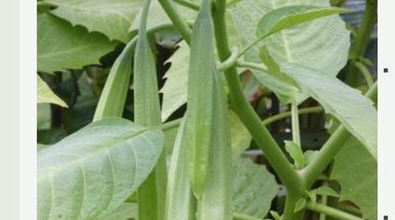 Angel trumpet can sometimes be killed by Atlanta winters. Cuttings from the branches can be rooted in individual pots by late December, then planted outdoors in April.
