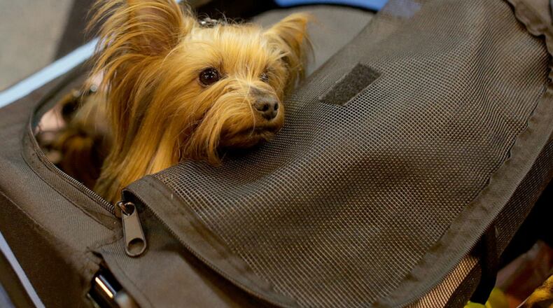 A Yorkshire Terrier mix, similar to the dog pictured here, was dropped off at a clinic in West Palm Beach, Fla. with its snout bound so tightly and for so long, it had developed gangrene.