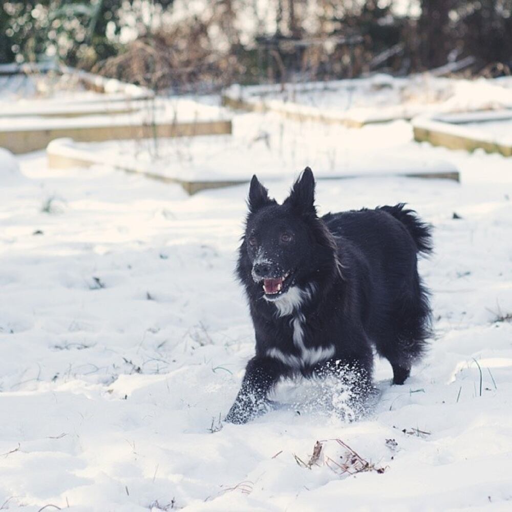 Chester's first snow! #bordercolliemix #atlsnowpets-- @photosayshello
