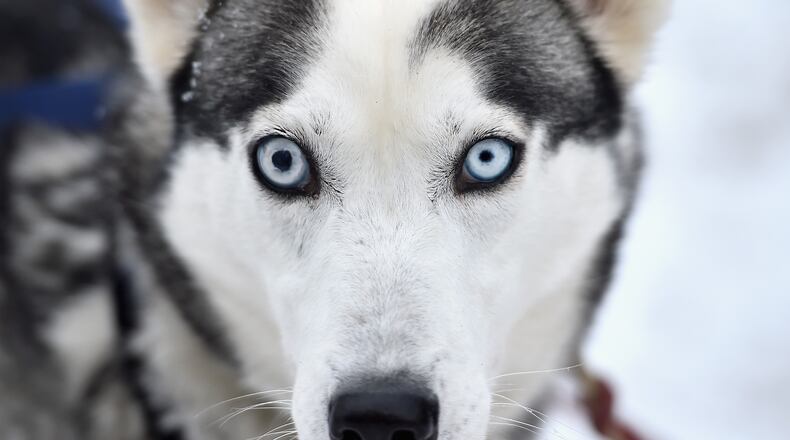 A Siberian husky.