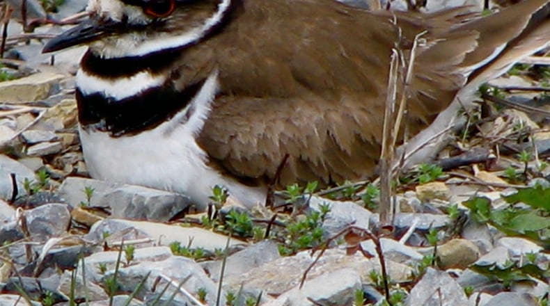 A female killdeer incubates eggs in her nest, which is little more than a simple depression in the sand and gravel. (Courtesy of Audrey, CC/Creative Commons)