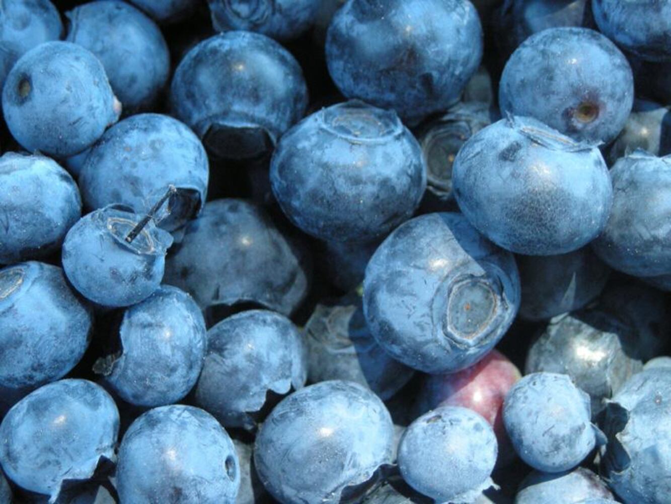 Blueberries may help memory and can be blended with yogurt or milk in a smoothie. You can buy frozen berries any time of year.