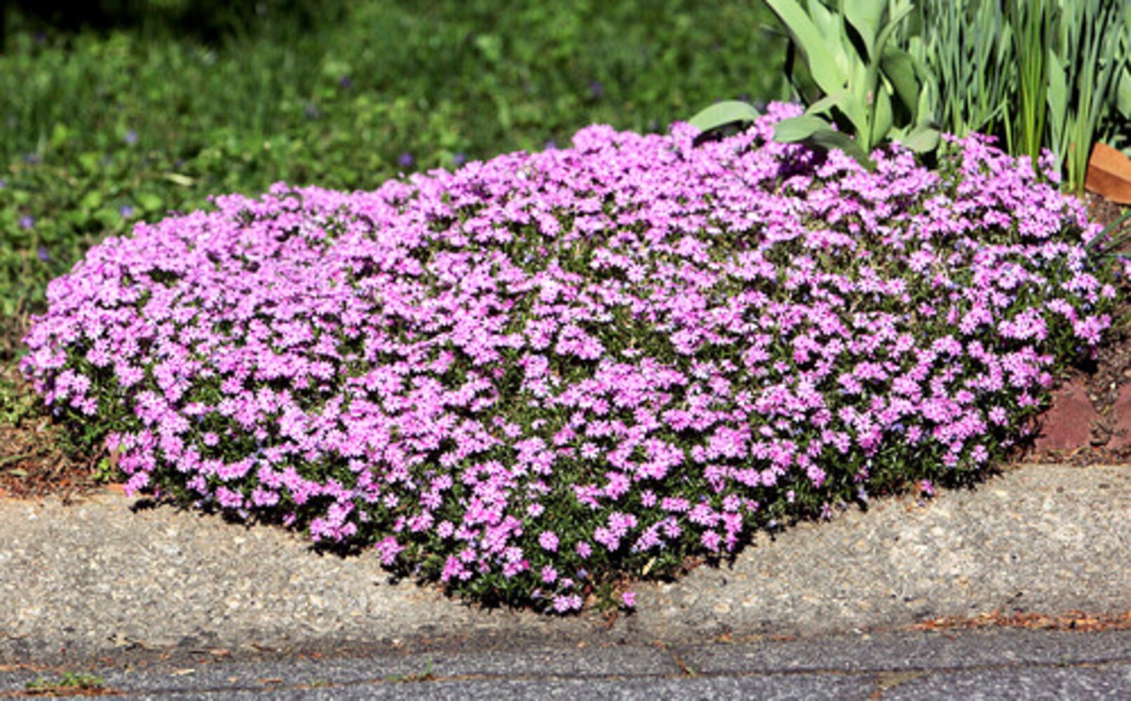 Quick course: What's blooming in metro Atlanta