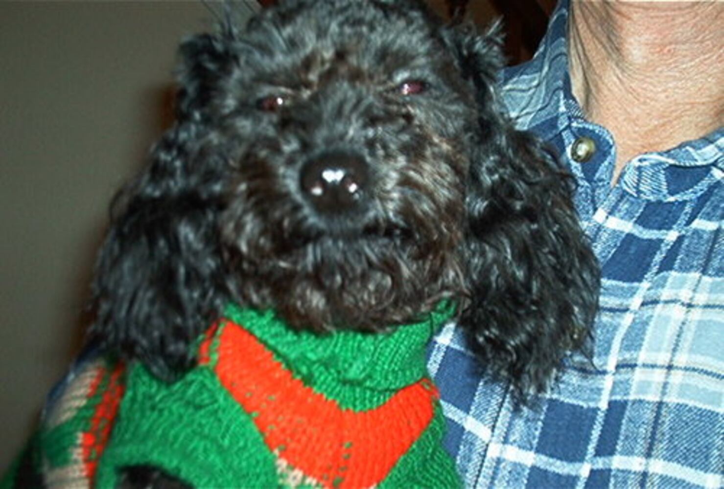 Pampered poodles on parade