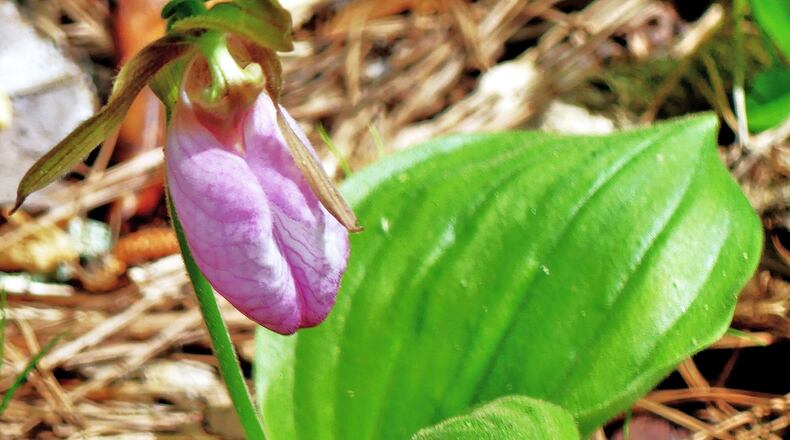 The pink lady slipper is listed among the 103 plant species protected in Georgia by the provisions of the Georgia Wildflower Preservation Act of 1973. (Charles Seabrook for The Atlanta Journal-Constitution)