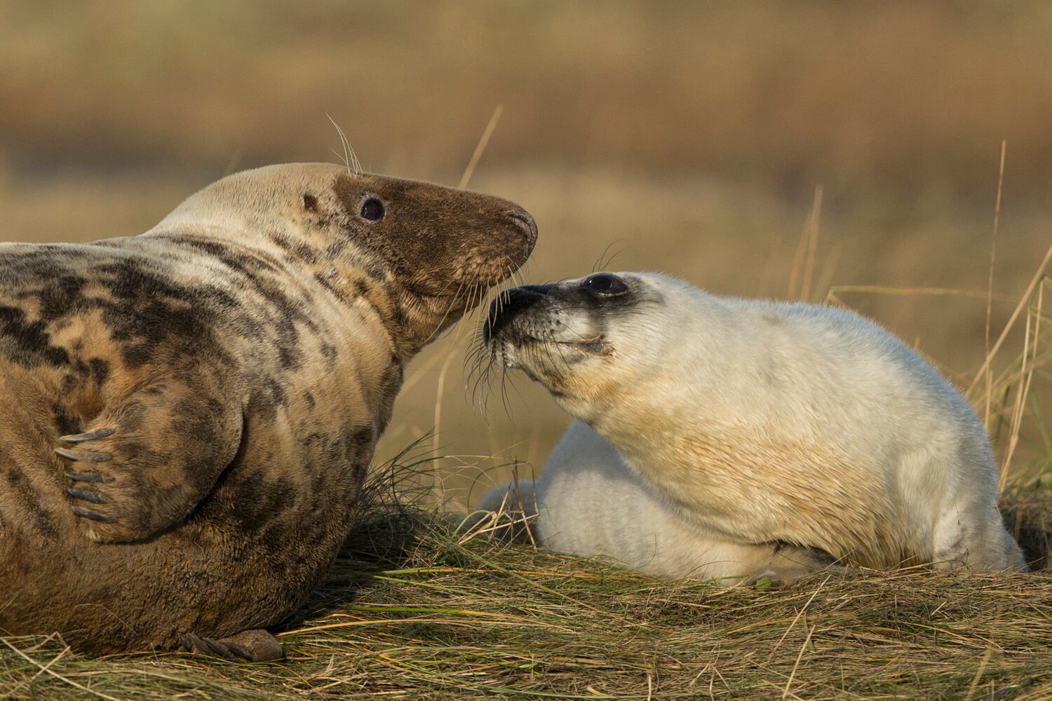 2014 cute animals