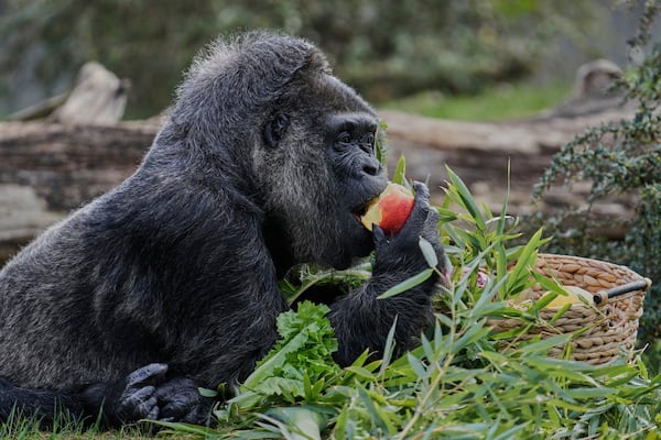 Female gorilla Fatou, the oldest of Berlin's zoo and also believed to be the world's oldest gorilla, enjoys her birthday basket with a "gorilla food surprise", as the zoo celebrates her 68th birthday in Berlin, Germany, Friday, April 11, 2025. (AP Photo/Ebrahim Noroozi)