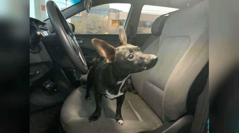 A 5-pound Chihuahua managed to put a SUV into reverse, then rolled backward across a Louisiana highway, police said.