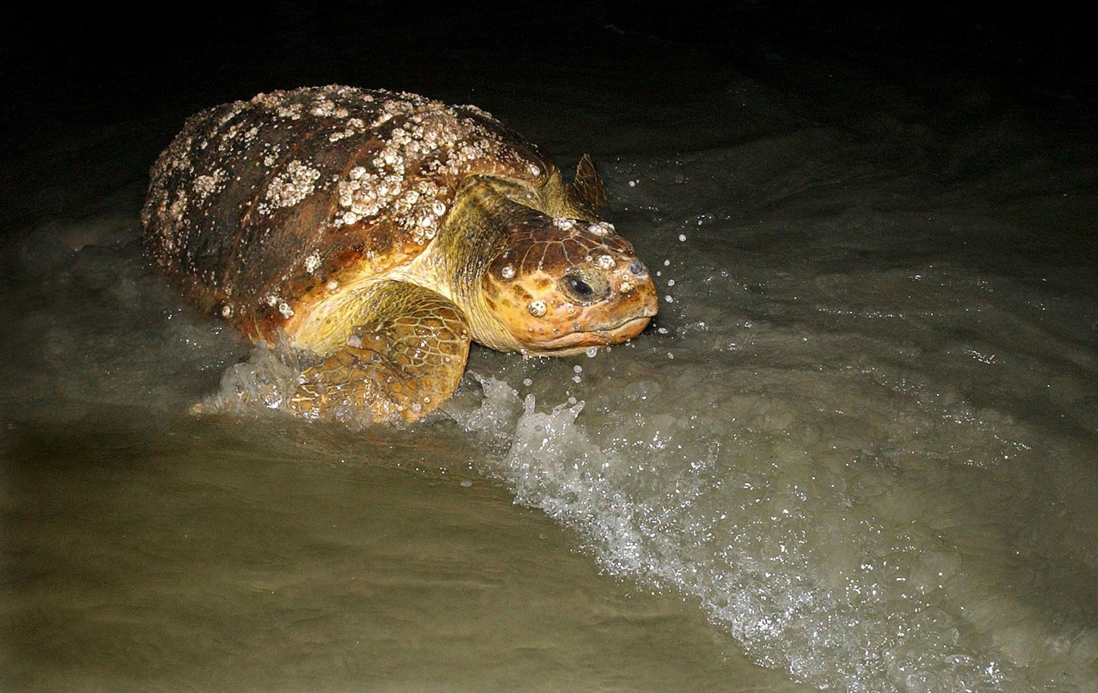 In this 2018 file photo, a female adult loggerhead sea turtle returns to the sea after nesting to lay her eggs on Ossabaw Island. (Curtis Compton/AJC)