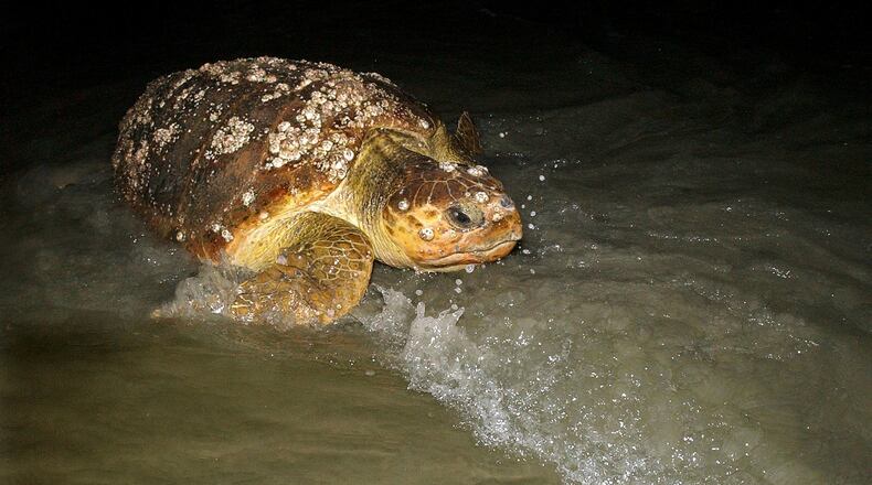 A female adult loggerhead sea turtle returns to the sea after nesting to lay her eggs on Ossabaw Island. It’s one of Georgia’s coastal species that could receive protection from the National Park Service under a program aimed at predators. CURTIS COMPTON / ccompton@ajc.com