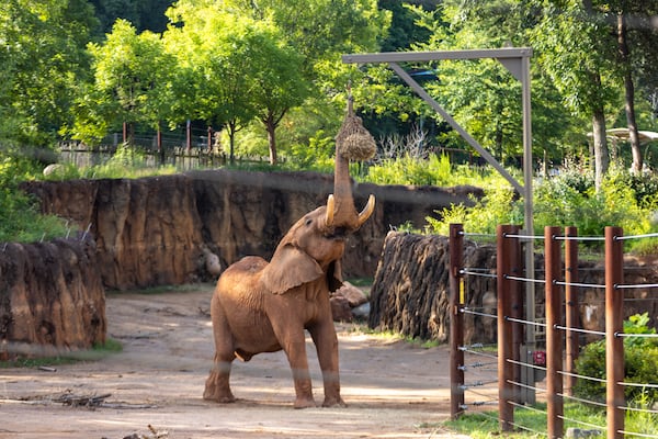 An African savanna elephant reaches for hay at Zoo Atlanta in Atlanta on Tuesday, July 1, 2025. (Arvin Temkar/AJC)