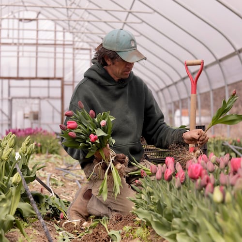 Gregory Witscher, owner of Understory Farm, harvests tulips, Monday, April 20, 2026, in Bridport, Vt. (AP Photo/Amanda Swinhart)