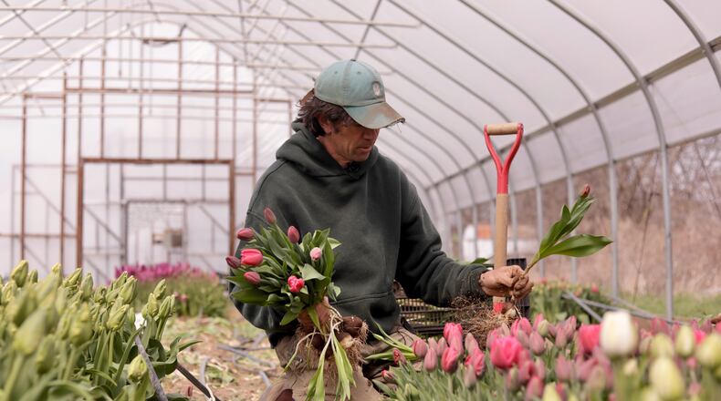 Gregory Witscher, owner of Understory Farm, harvests tulips, Monday, April 20, 2026, in Bridport, Vt. (AP Photo/Amanda Swinhart)