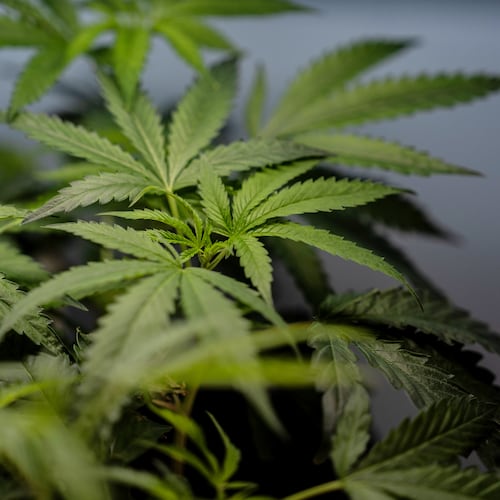 FILE - Marijuana clones are shown for sale at Tropicanna Dispensary and Weed Delivery in Santa Ana, Calif., April 23, 2026.(AP Photo/Jae C. Hong, File)