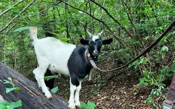 Take a one-hour hike at Berkeley Lake on Saturday, May 23, while accompanied by therapy goats. (Courtesy of Explore Gwinnett)