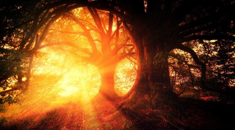 Sunlight streams through a wooded forest.