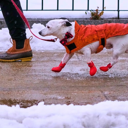 Jack, described as a mixed-breed mutt by his owner Shelley, keeps in stride on their afternoon walk in sleet and freezing rain, Monday, Dec. 29, 2025, in Manchester, N.H. (AP Photo/Charles Krupa)
