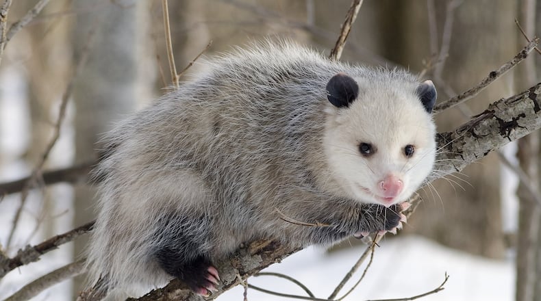 The opossum is one of Georgia’s most common — and strangest — mammals. It is North America’s only marsupial, which, like kangaroos, rears its young in fur-lined pouches on the underside of its body. CODY POPE/WIKIPEDIA COMMONS