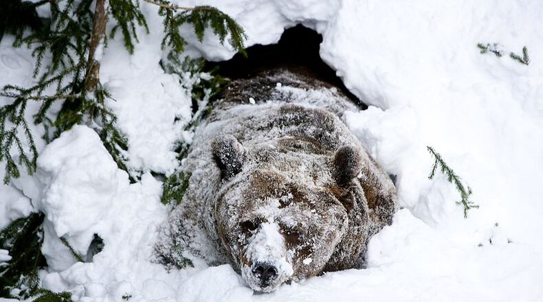 A hibernating bear awakens from his slumber at a zoo in Finland. President Donald Trump has a signed a measure into law that would allow hunters to shoot bears like this when they’re hibernating for the winter.