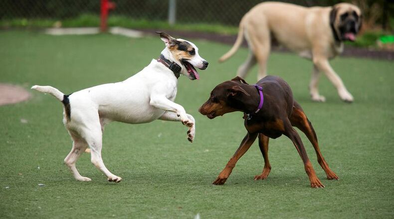 Dogs play at Newtown Dream Dog Park in Johns Creek. CONTRIBUTED BY JASON GETZ