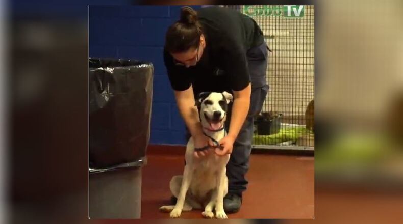 Cobb County’s animal shelter could reopen as early as Friday after shutting its doors two weeks ago to suppress a highly contagious bacterial infection that killed four dogs.