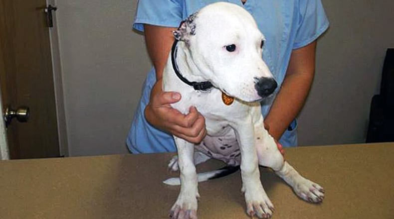 Pit bull puppy, courtesy  of Williston Police Department.