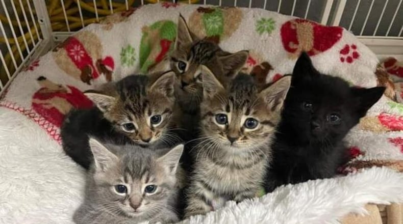 These five kittens were rescued from a storm drain by firefighters with the McDonough Fire Department. The kittens and their mom were turned over to the Fayette Humane Society for adoption.