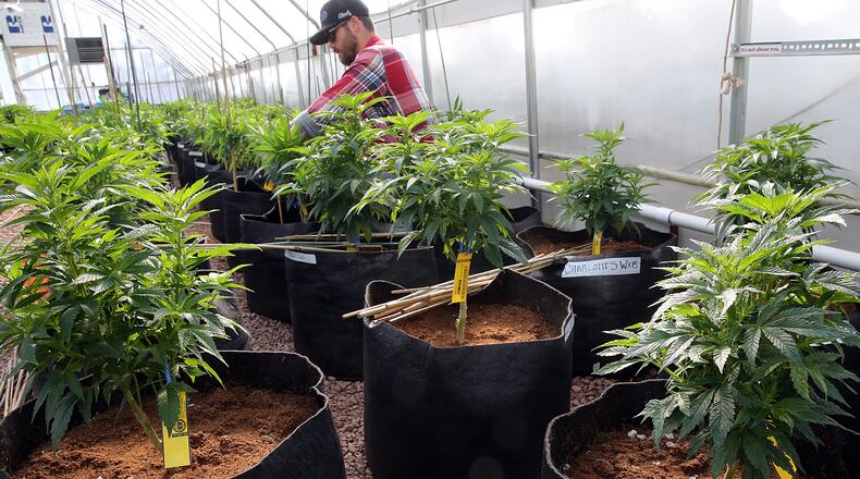 FILE - In this Feb. 7, 2014 file photo, a worker cultivates a special strain of medical marijuana known as Charlotte's Web inside a greenhouse, in a remote spot in the mountains west of Colorado Springs, Colo. Parents of Utah children with severe epilepsy are cheering a new state law that allows them to obtain an extract made from Charlotte’s Web, which is believed by some to help with seizures, but it's unclear how and when they'll procure it. (AP Photo/Brennan Linsley, File)