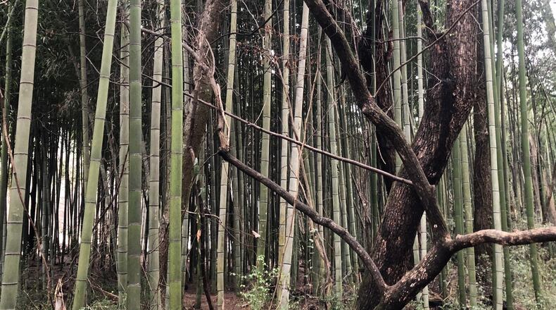 Hikers and runners are meeting their fitness goals and moments of Zen challenges at the East Palisades Indian Trail in Sandy Springs. (Courtesy Visit Sandy Springs)