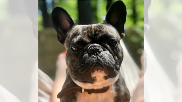 Lauren Bullis' family is looking for her dog, Sancho. Bullis was walking Sancho early in the morning Monday when she was killed. (Courtesy)