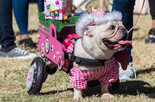 Dress your dog in a costume and join in the fun at Rescue Dog Games: Atlanta’s Dog Howl-O-Ween Festival on Saturday in Peachtree Corners. (Courtesy of Rescue Dog Games)