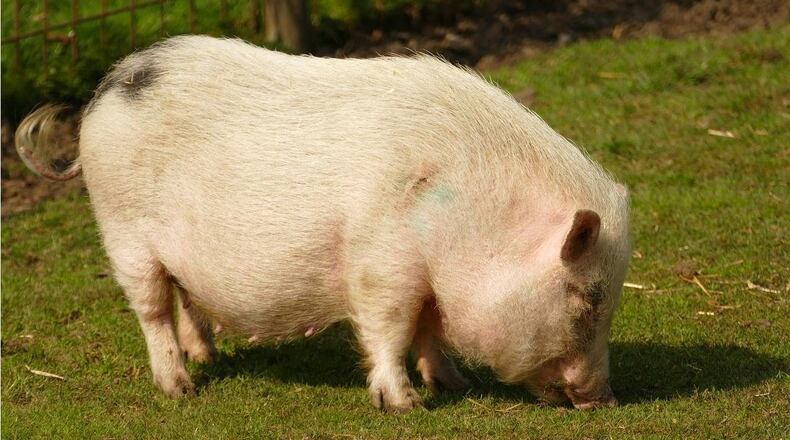 A pair of pot-bellied pigs were frightened by fireworks on Thursday and ran away from their Iowa home.