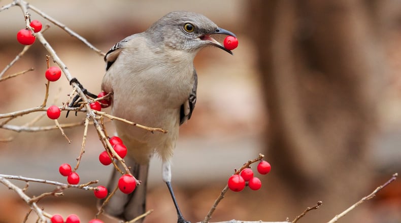 The Northern mockingbird (shown here) is one of several Georgia songbird species that eat mainly insects in summer but switch to eating mostly fruit in fall and winter. (Courtesy of Matt MacGillivray/Creative Commons)