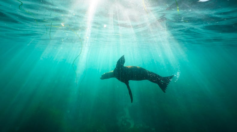 FILE- A sea lion swims over sea grass in San Diego's La Jolla Cove on Oct. 10, 2023. (AP Photo/Gregory Bull, File)