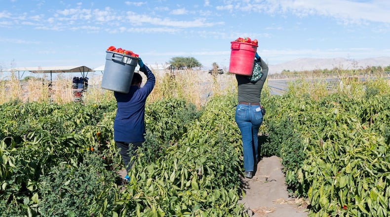 Feature Image: Farmworkers work at a bell pepper farm in the Coachella Valley, one of the largest agricultural regions in the nation, in February 2021. (Heidi de Marco/KHN/TNS)