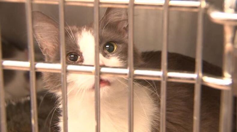 Authorities rescued 79 cats from three hoarding cases.