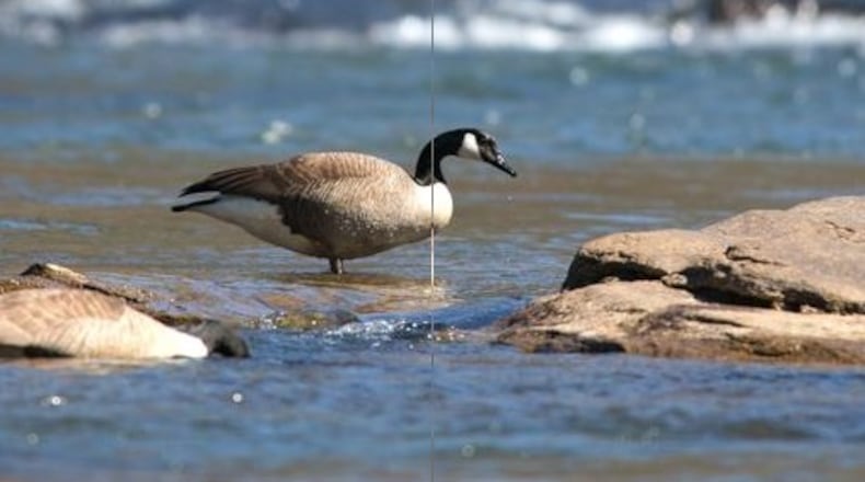 Feeding bread and other “junk food” to ducks and geese can cause health and environmental problems. AJC file photo