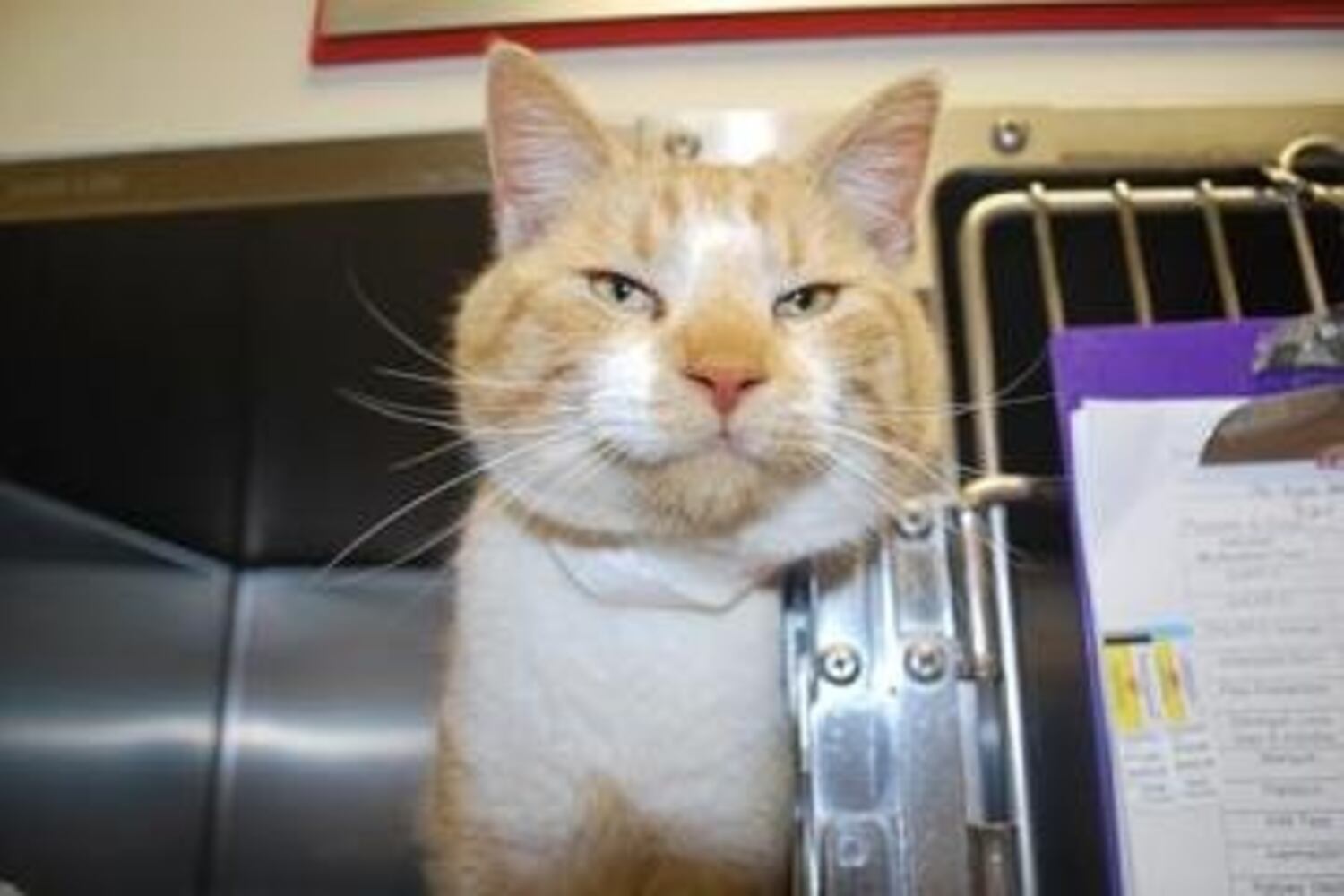 Help Atlanta's adoptable pets find a home: Mar. 24
