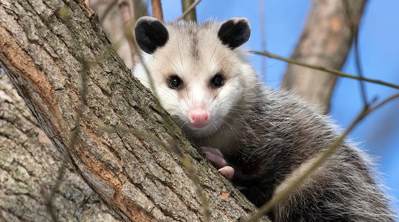 An opossum, similar to one found in a family's home in rural Ohio, perches in a tree. Opossums are mostly nocturnal animals that eat everything from  insects, frogs and birds to snakes and fruits.