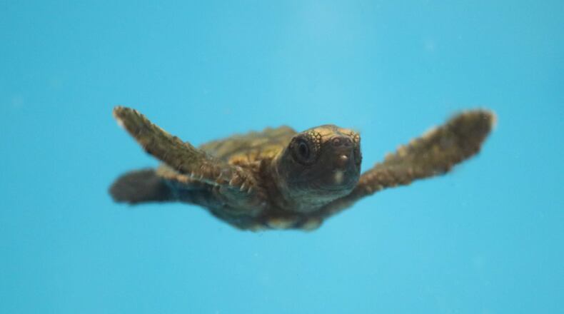 The Georgia Aquarium has taken in more than 50 Floridian turtles, including loggerhead, green and leatherback turtle hatchlings, as well as adult green and loggerhead sea turtles. (Photo courtesy of the Georgia Aquarium)