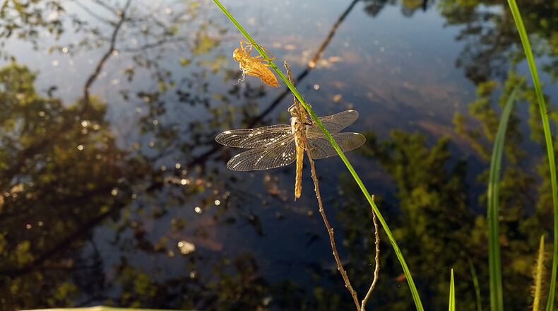 The National Park Service continued to increase public access to the Chattahoochee River National Recreation Area by announcing all parking lots would be reopened by Monday, May 18. NATIONAL PARK SERVICE