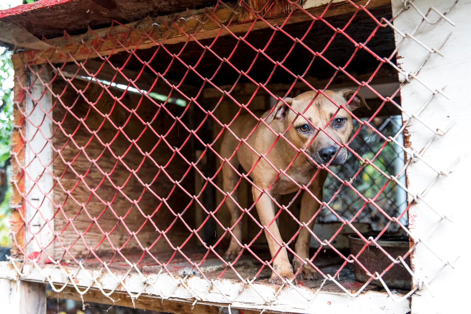 23 dogs seized from suspected Huntersville dog fighting incident