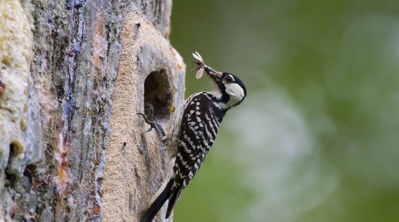 The red-cockaded woodpecker (shown here) is an endangered species due mostly to the loss of its preferred habitat, longleaf pine forest, over the past century. The term “cockaded” refers to a small red streak on each side of the male bird's head. 
(Courtesy of Mark Ramirez / U.S. Fish and Wildlife Service)