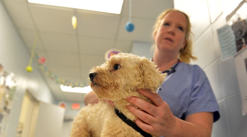 Dogs removed from a wooded Cherokee County property near Cumming are being housed and cared for at the Cherokee County Animal Shelter. Citing deplorable living conditions, officials removed more than 350 dogs from the property. The removal prompted the animal shelter to close for the day so workers could assess the animals, many who are carrying puppies. BRANT SANDERLIN /BSANDERLIN@AJC.COM