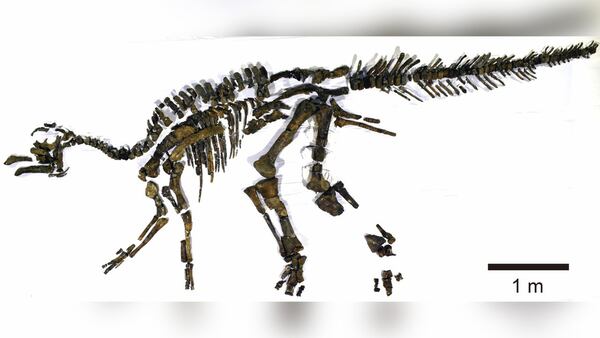 A fossilized skeleton of Kamuysaurus japonicus was first discovered in the Hobetsu district of Mukawa Town, Hokkaido, in 2013. Ensuing excavations found a nearly complete skeleton, currently the largest dinosaur skeleton ever found in Japan.